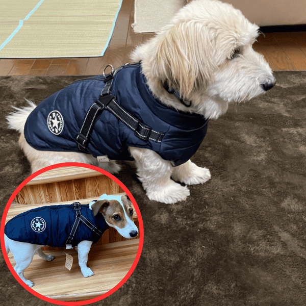 🐶3 in 1 Winter Waterproof Warm Dog Jacket With Built-in Harness