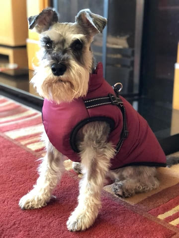 🐶3 in 1 Winter Waterproof Warm Dog Jacket With Built-in Harness