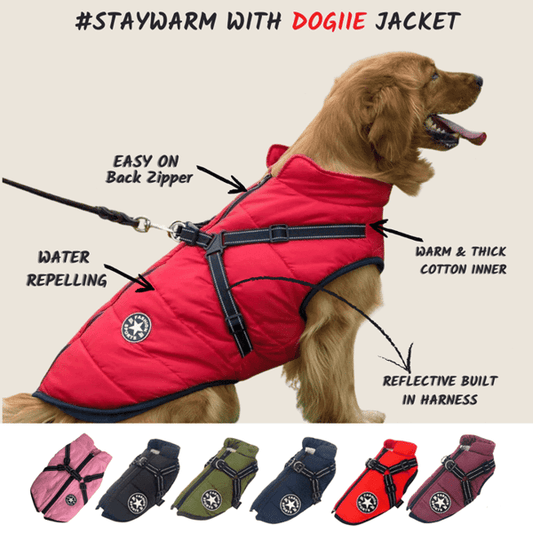 🐶3 in 1 Winter Waterproof Warm Dog Jacket With Built-in Harness